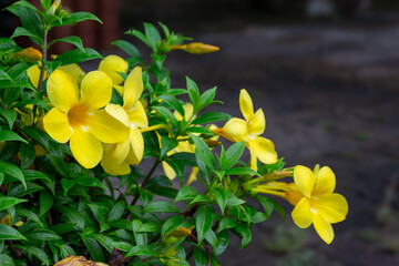 yellow flowers in the garden