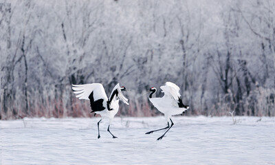 Wildlife scene from snowy nature. Cold winter.  Snowfall two Red-crowned crane in snow meadow, with snow storm, Hokkaido, Japan. Crane pair, winter scene with snowflakes.Snow dance in nature. 