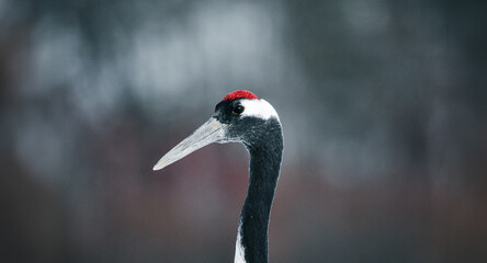 Red-crowned crane, Grus japonensis, head portrait with white and back plumage, winter scene, Hokkaido, Japan. High key photography. Head with crane in the white white. 