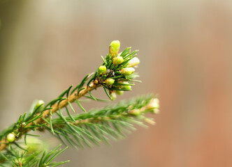 spruce branches