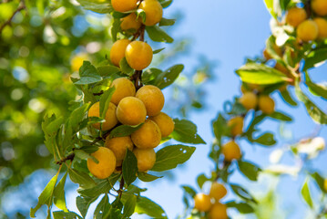 branche de mirabelles