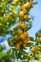 branche de mirabelles