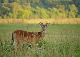 White-tailed Deer Buck Cades Cove Smoky Mountains Tranquility