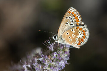 butterfly, insect, nature, macro