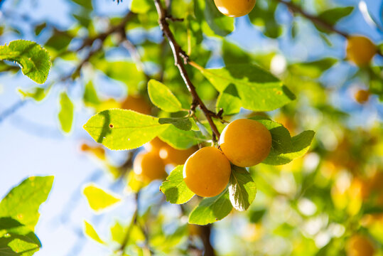 branche de mirabelles