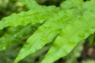 leaves of trees and bushes in a tropical forest