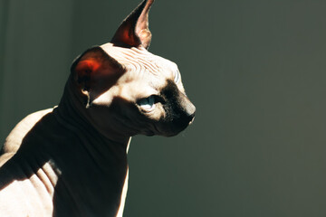 canadian sphynx cat desktop wallpaper