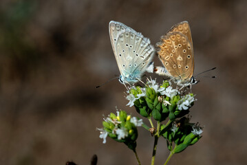 butterfly, insect, nature, macro