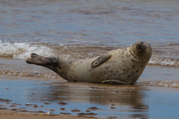 Fototapeta premium Baby seal playing in water