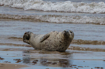 Baby seal playing in water