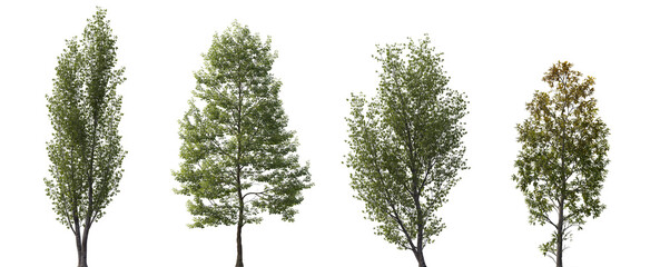 Tilia cordata, Populus tomentosa, Fraxinus ornus, Betula papyrifera set street summer trees medium...