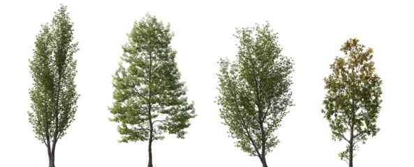 Tilia cordata, Populus tomentosa, Fraxinus ornus, Betula papyrifera set street summer trees medium size isolated png on a transparent background premium cutout overcast lighting