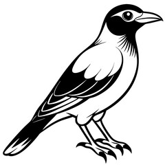 Bali Myna silhouette vector