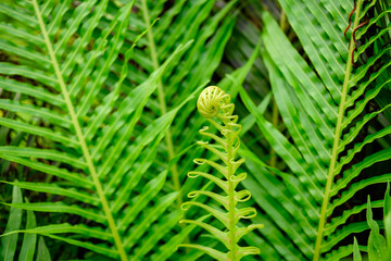 blechnum hard fern frond, green leaf leaves botany botanical, background texture, curl furled...