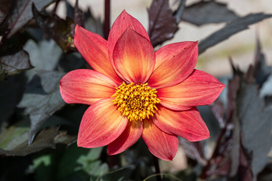 Dahlia 'Schipper's Bronze' a copper bronze single flowered summer autumn flower tuber plant, gardening stock photo image