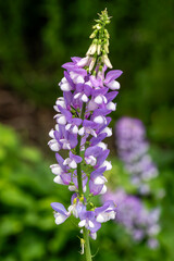 Galega officinalis 'His Majesty' a summer flowering plant with a purple and white summertime flower commonly known as Goat's rue, stock photo gardening image