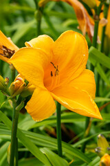 Hemerocallis, 'Chicago Sunrise' a spring summer flowering plant with a yellow springtime flower commonly known as daylily, stock photo gardening image