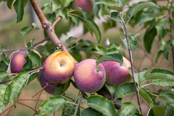 Pink apples on a branch