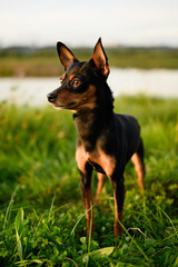 Small dog smooth-haired Russian toy terrier walks in meadow at sunset. Portrait of indoor small decorative dog. Walks of pets in the summer park. Vertical