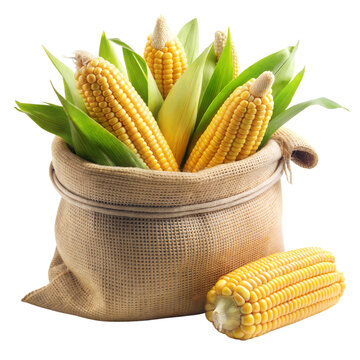 bag full corn with leaf isolated on white background , png format