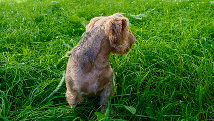 A Yorkshire Terrier. A funny and adorable dog in the nature park. Pets.