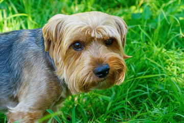 A Yorkshire Terrier. A funny and adorable dog in the nature park. Pets.