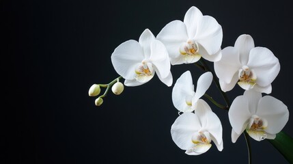 White Orchids in Bloom Against a Dark Background