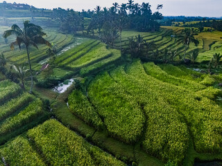 Jatiluwih Rice Terraces in Penebel district, Bali, Indonesia
