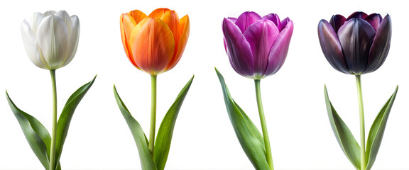 Set of Colorful Tulips Isolated on White Background