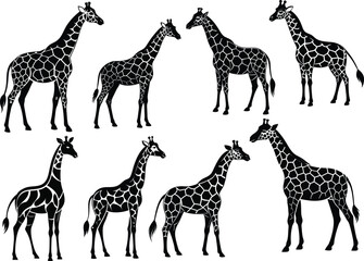 Vector art giraffe silhouette with white  background © Md Mithu Mia