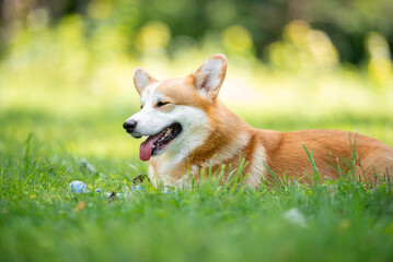 Beautiful purebred Pembroke Welsh Corgi dog posing outdoor, blurred and calm green background, summer colors. Close up pet portrait in high quality.