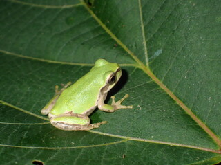 アカメガシワの葉の上に佇む二ホンアマガエル