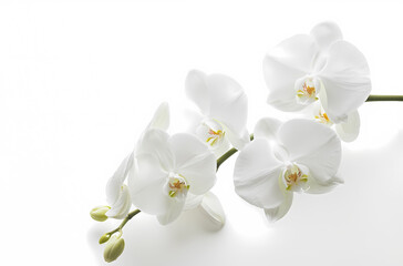 Clean background of flowers