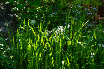 京都、藤森神社、神社、紫陽花、紫陽花苑、アジサイ