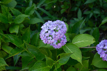 京都、藤森神社、神社、紫陽花、紫陽花苑、アジサイ