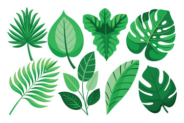 A Collection of Green Tropical Leaves Isolated on White
