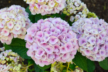 京都、藤森神社、神社、紫陽花、紫陽花苑、アジサイ