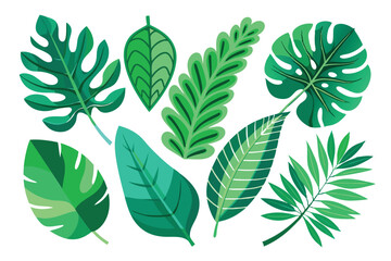 Collection of Green Tropical Leaves Isolated on White Background