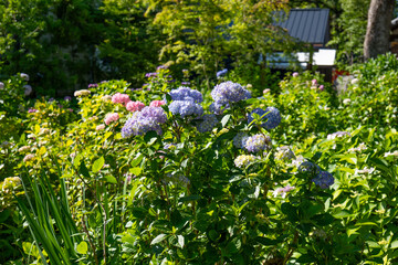 京都、藤森神社、神社、紫陽花、紫陽花苑、アジサイ