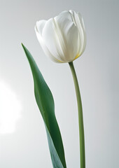 Clean background of flowers