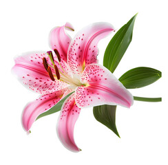 Fototapeta premium Clean background of flowers