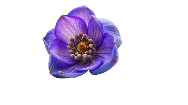 Aconite flower isolated on transparent background