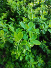 Obraz premium Green leaves in the garden