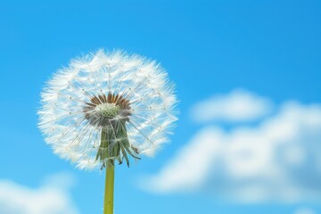 White dandelion against blue sky. Use this photo for a spring or nature theme.