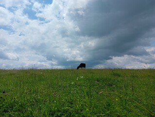 cow in field