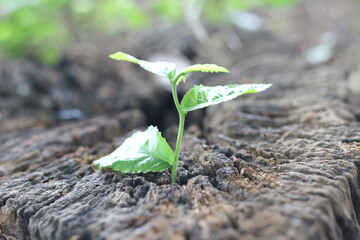 Small tree green plant growing from the remains stumps, New life find way and keep going concept.