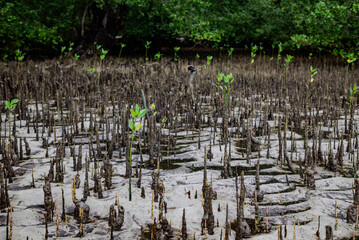 Sapling mangrove trees in the mangrove forest