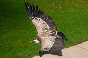 Great  Vulture bird in flight iaken in park in Spain