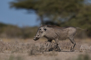 Warthog (Phacochoerus aethiopicus) approaching a waterhole in Onguma Nature Reserve bordering Etosha National Park, Namibia.