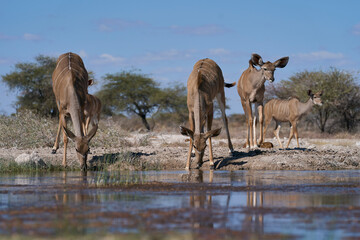 Female Greater Kudu (Tragelaphus strepsiceros) drinking at a waterhole in Onguma Nature Reserve bordering Etosha National Park, Namibia.